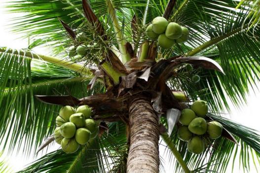 椰子的营养成分和功效,椰子的营养价值及功效参考文献