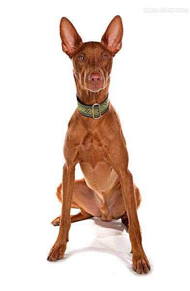 收藏狗狗的图片,收藏宠物集