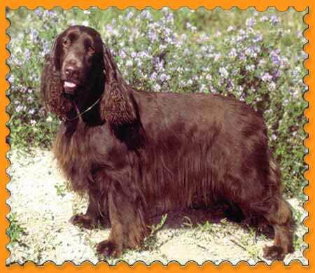 收藏狗狗的图片,收藏宠物集