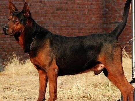 收藏狗狗的图片,收藏宠物集