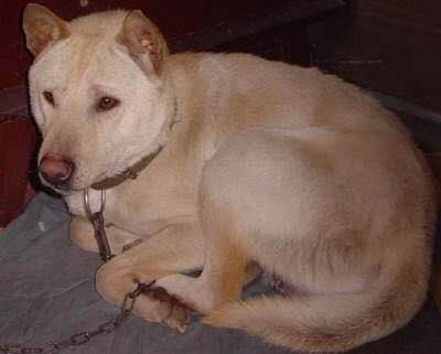 收藏狗狗的图片,收藏宠物集