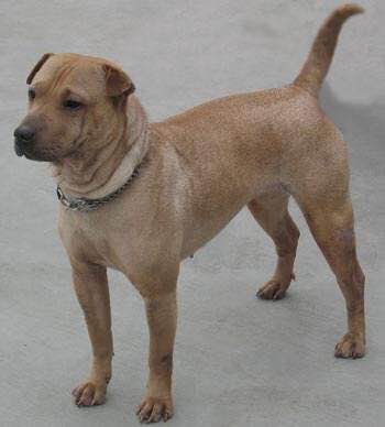 收藏狗狗的图片,收藏宠物集