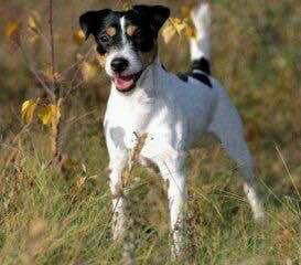 收藏狗狗的图片,收藏宠物集