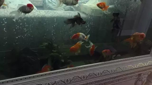 长沙宠物蜥蜴品种有哪些,别人家养的宠物蜥蜴食肉动物