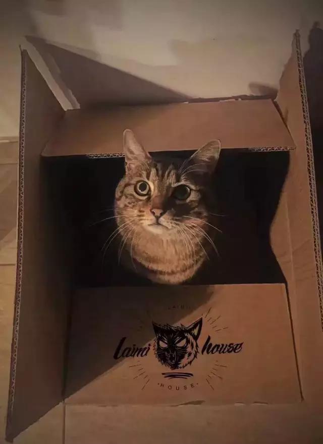 长沙宠物蜥蜴品种有哪些,别人家养的宠物蜥蜴食肉动物