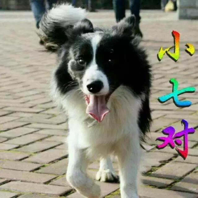 长沙宠物蜥蜴品种有哪些,别人家养的宠物蜥蜴食肉动物