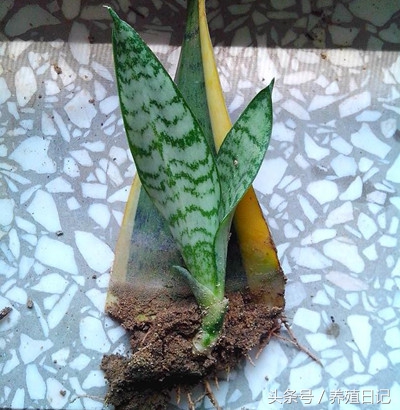 虎皮兰烂根怎么救,虎皮兰烂根后用什么方法补救