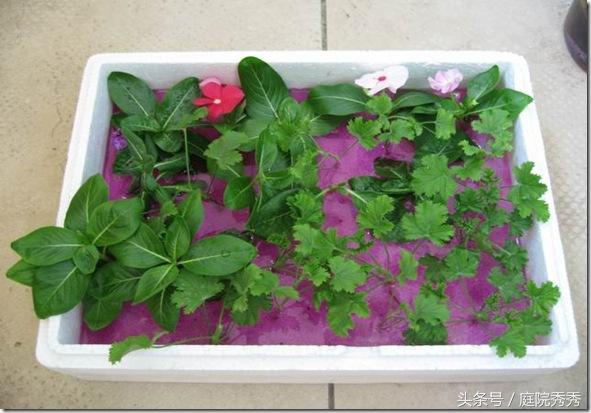 高锰酸钾片可以给植物消毒吗,高锰酸钾能给植物灌根消毒吗