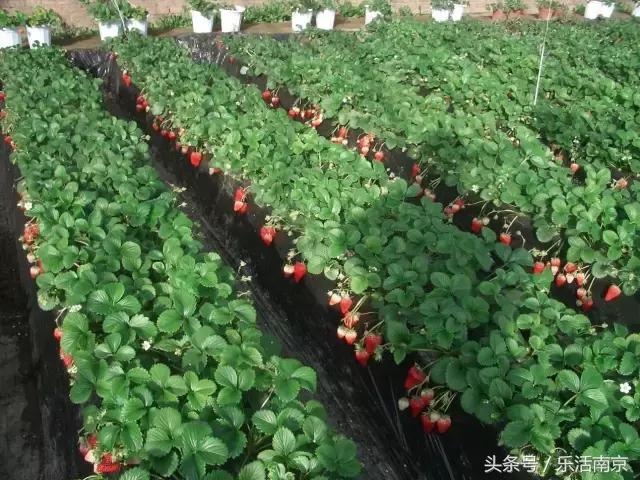 南京梅花赏花游记,好玩的摘草莓胜地打卡