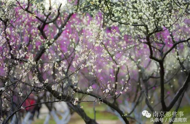 南京梅花赏花游记,好玩的摘草莓胜地打卡