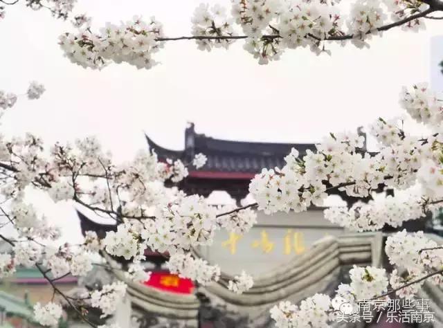 南京梅花赏花游记,好玩的摘草莓胜地打卡