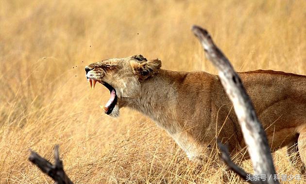 遇到危险动物需要注意什么,遇到危险动物怎么逃生