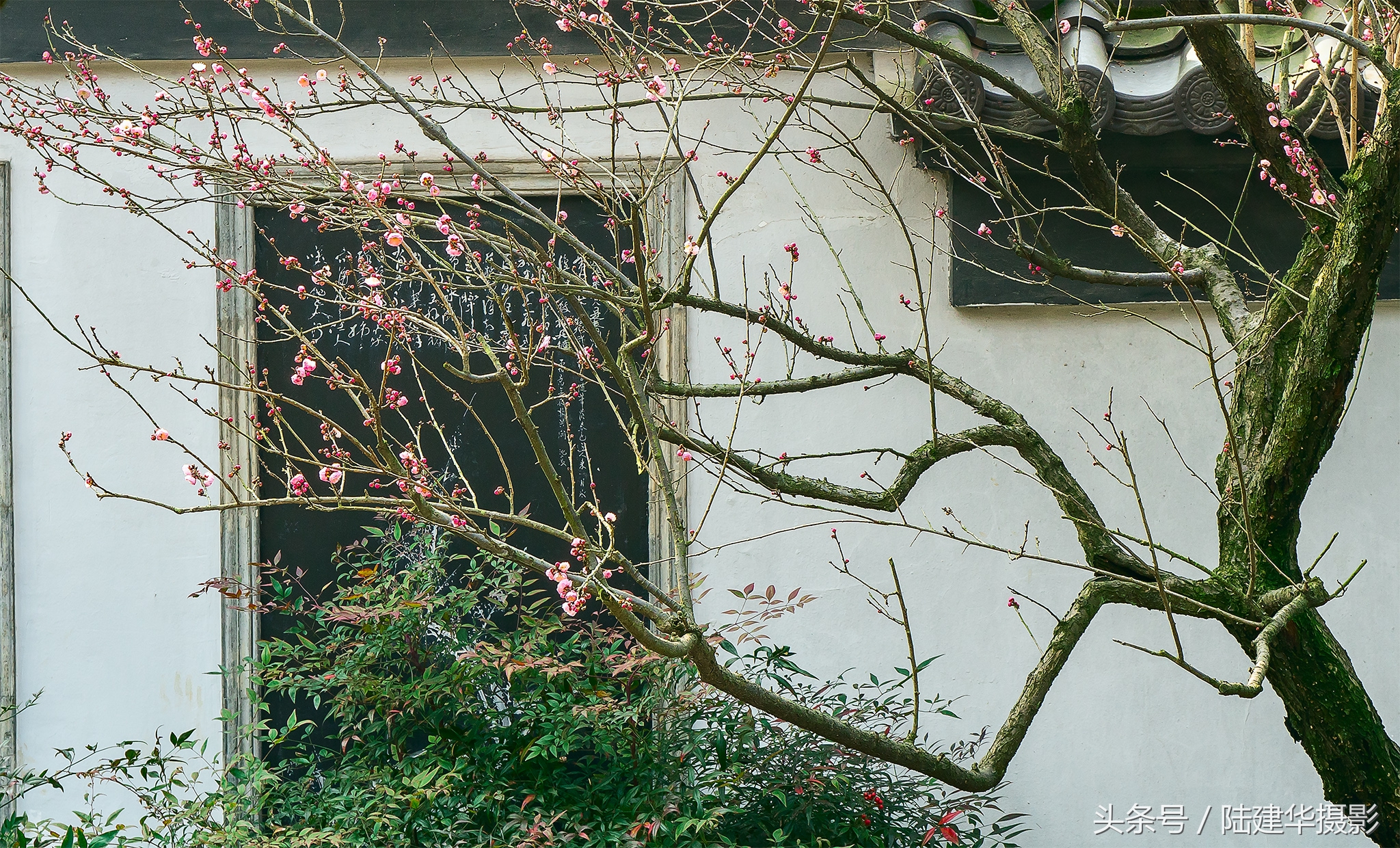 无锡梅园,春风十里不如你