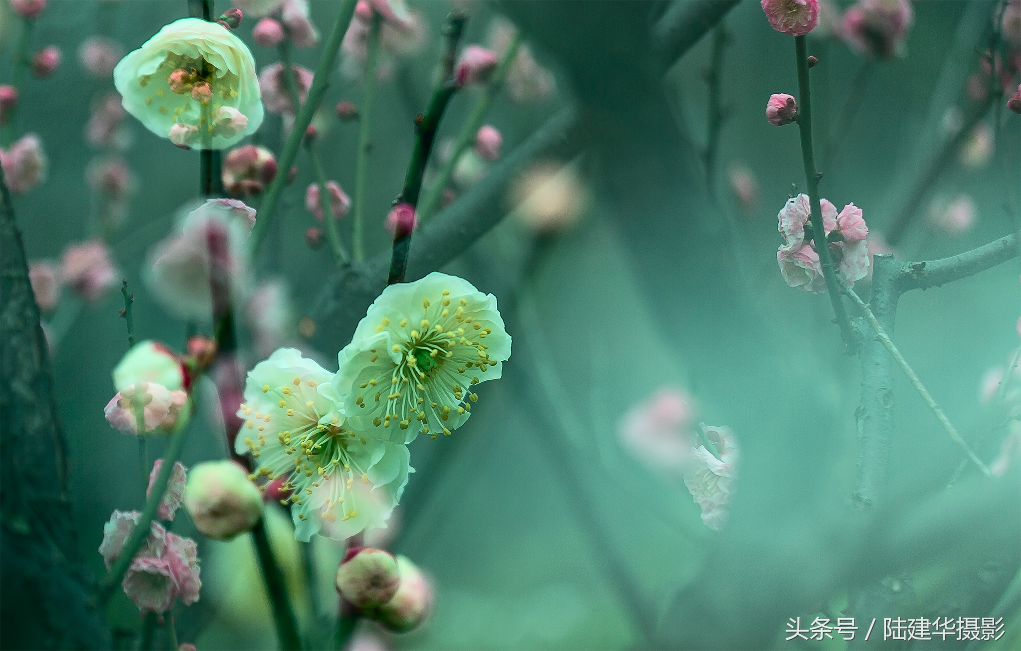 无锡梅园,春风十里不如你