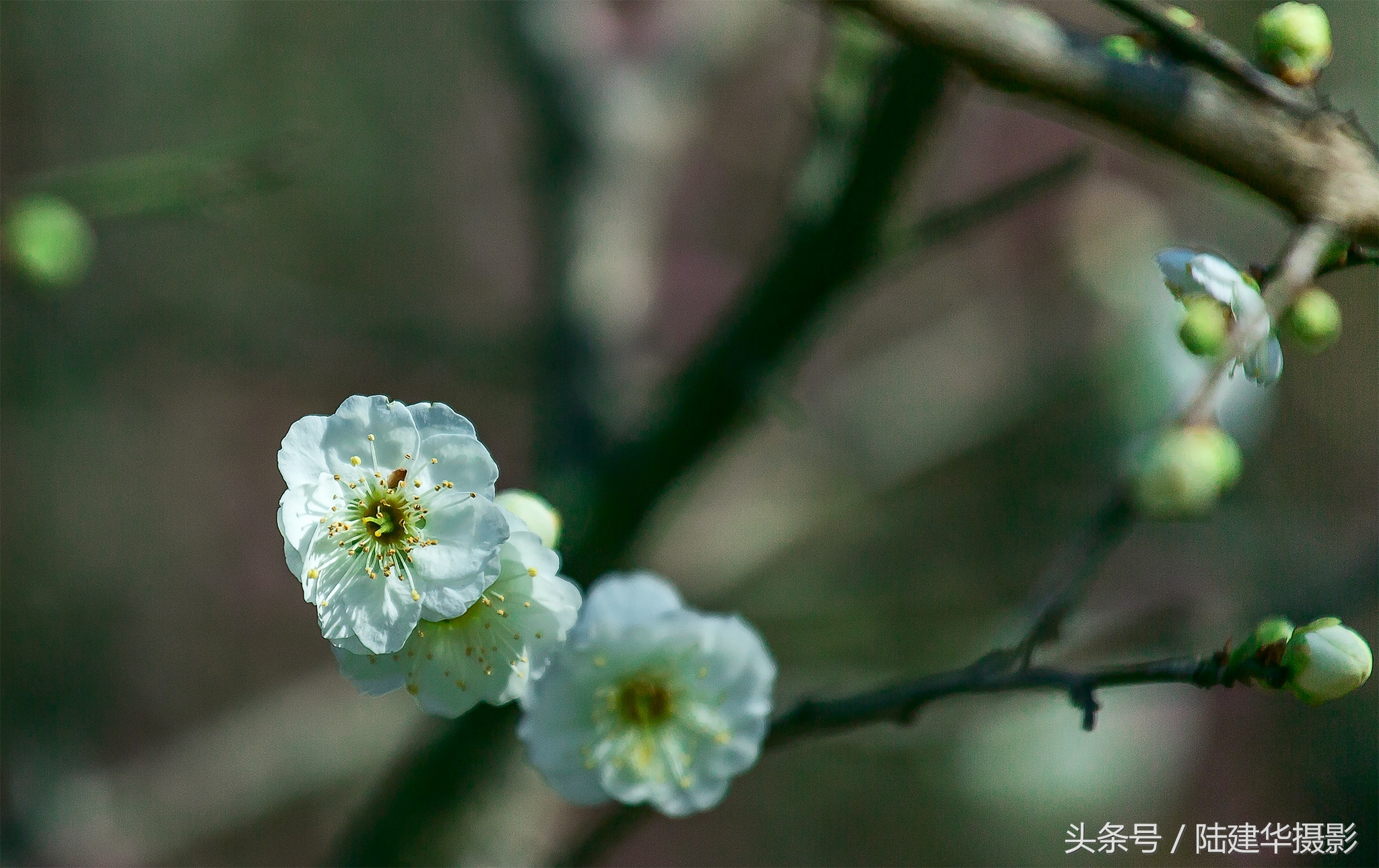 无锡梅园,春风十里不如你