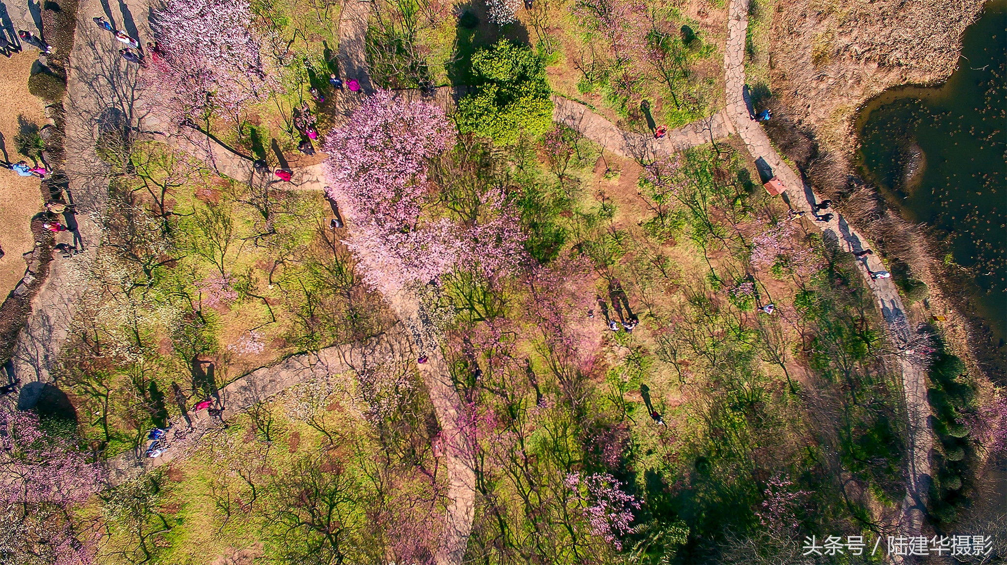 无锡梅园,春风十里不如你
