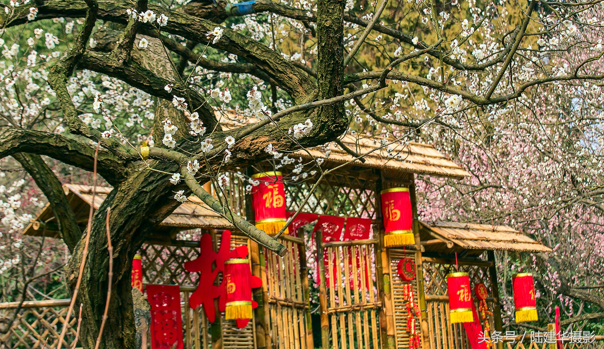 无锡梅园,春风十里不如你