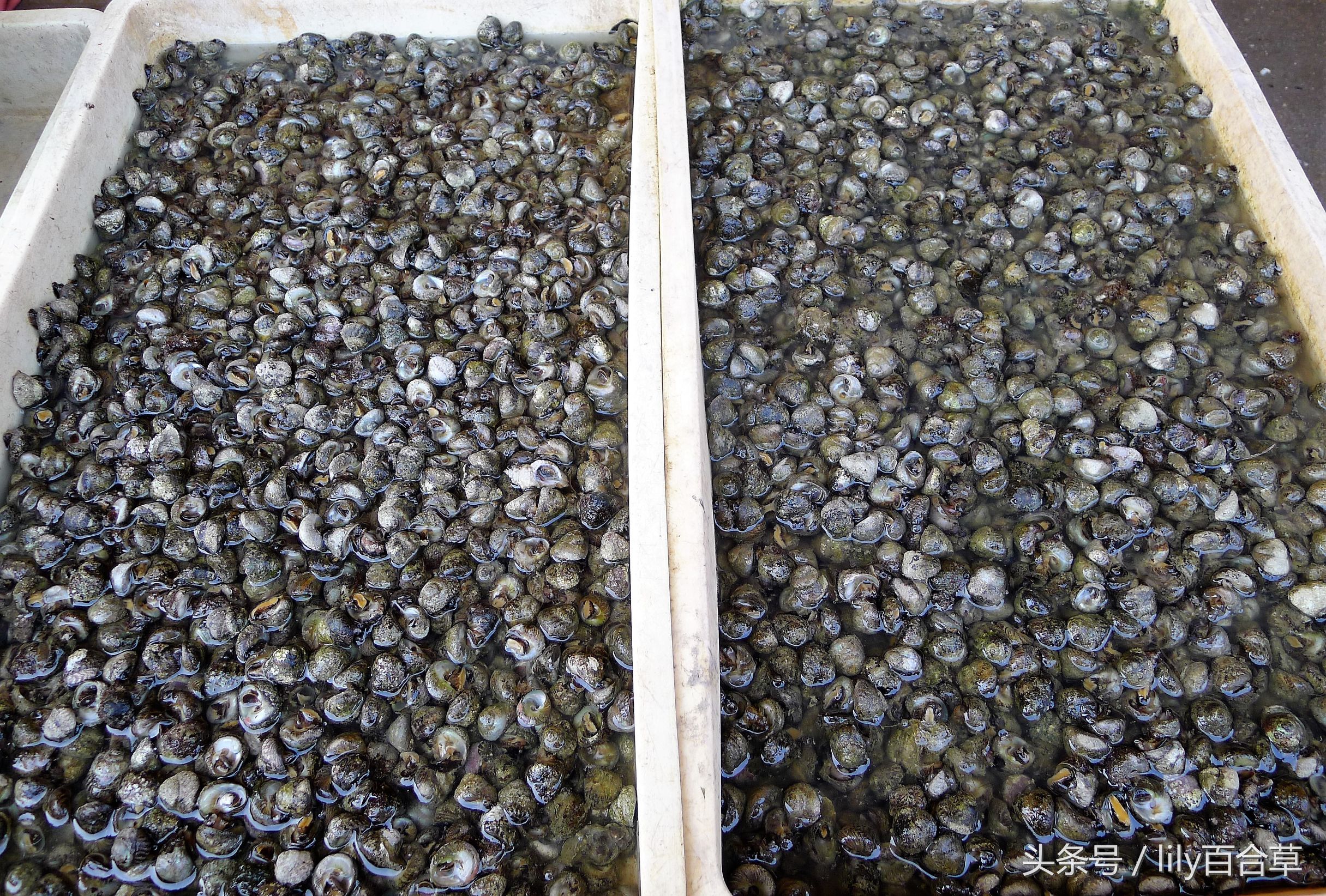 哪些海鲜可以带回家,回家路上可以带海鲜吗