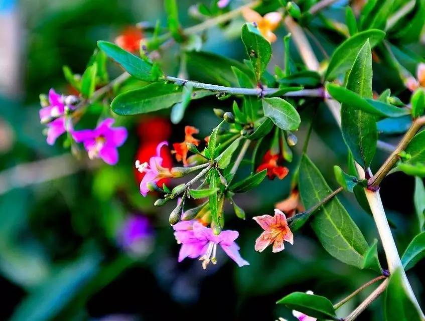 本草纲目中的枸杞,本草纲目枸杞篇