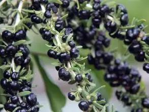 黑枸杞的习性,黑枸杞野生和养殖怎么区别