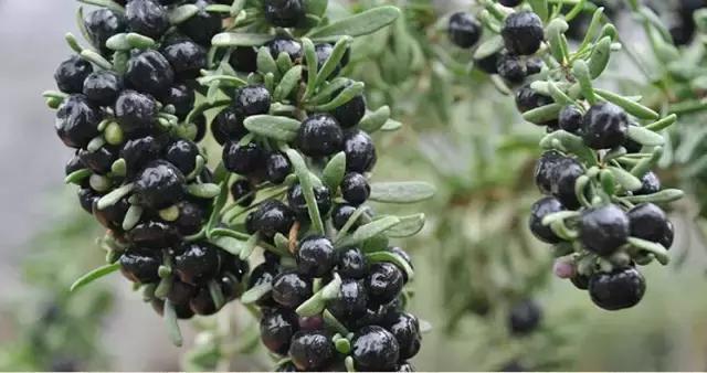 黑枸杞的习性,黑枸杞野生和养殖怎么区别