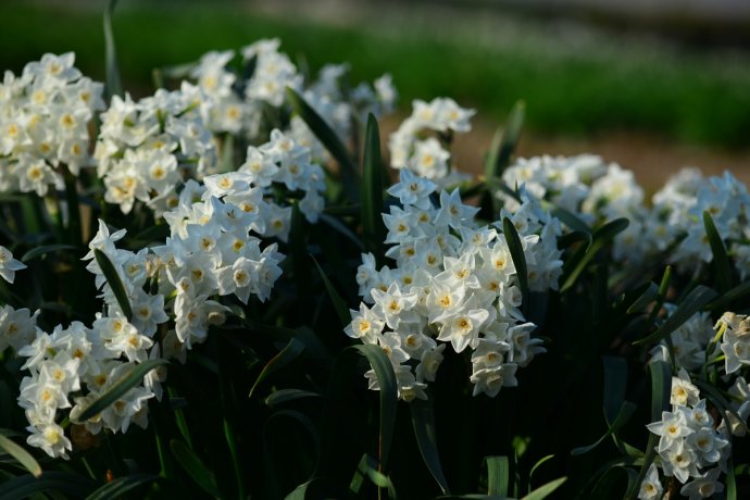 水仙花卉美图,植物水仙子图片