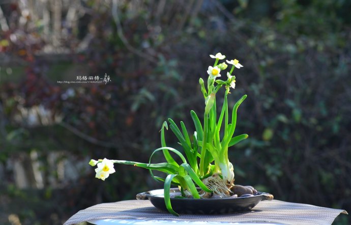 水仙花卉美图,植物水仙子图片