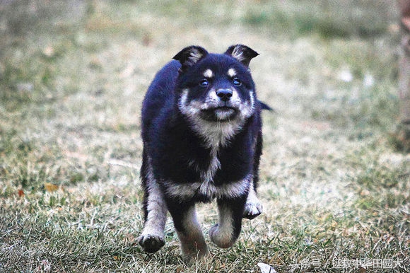 被遗弃的田园犬坎坷的领养之路,四眼田园犬成长过程