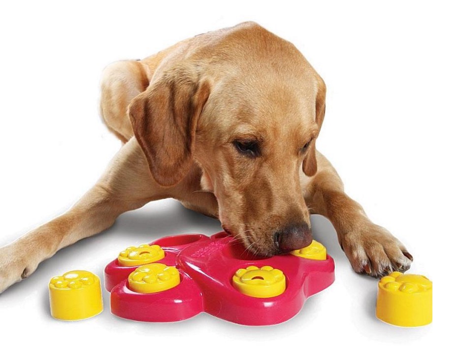 怎样挑选适合狗狗的玩具,如何给狗狗选择玩具大家知道吗