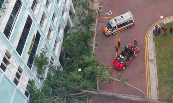 又倒了！那些年新加坡倒掉的大树，和它伤过的人