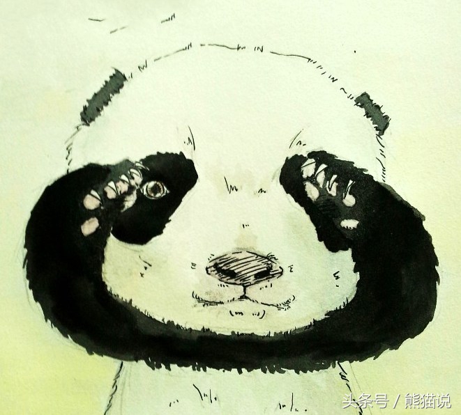 大熊猫的头部是什么样的,大熊猫的耳朵是什么样子的