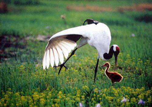 沈阳鸟岛视频,沈阳都有啥桥