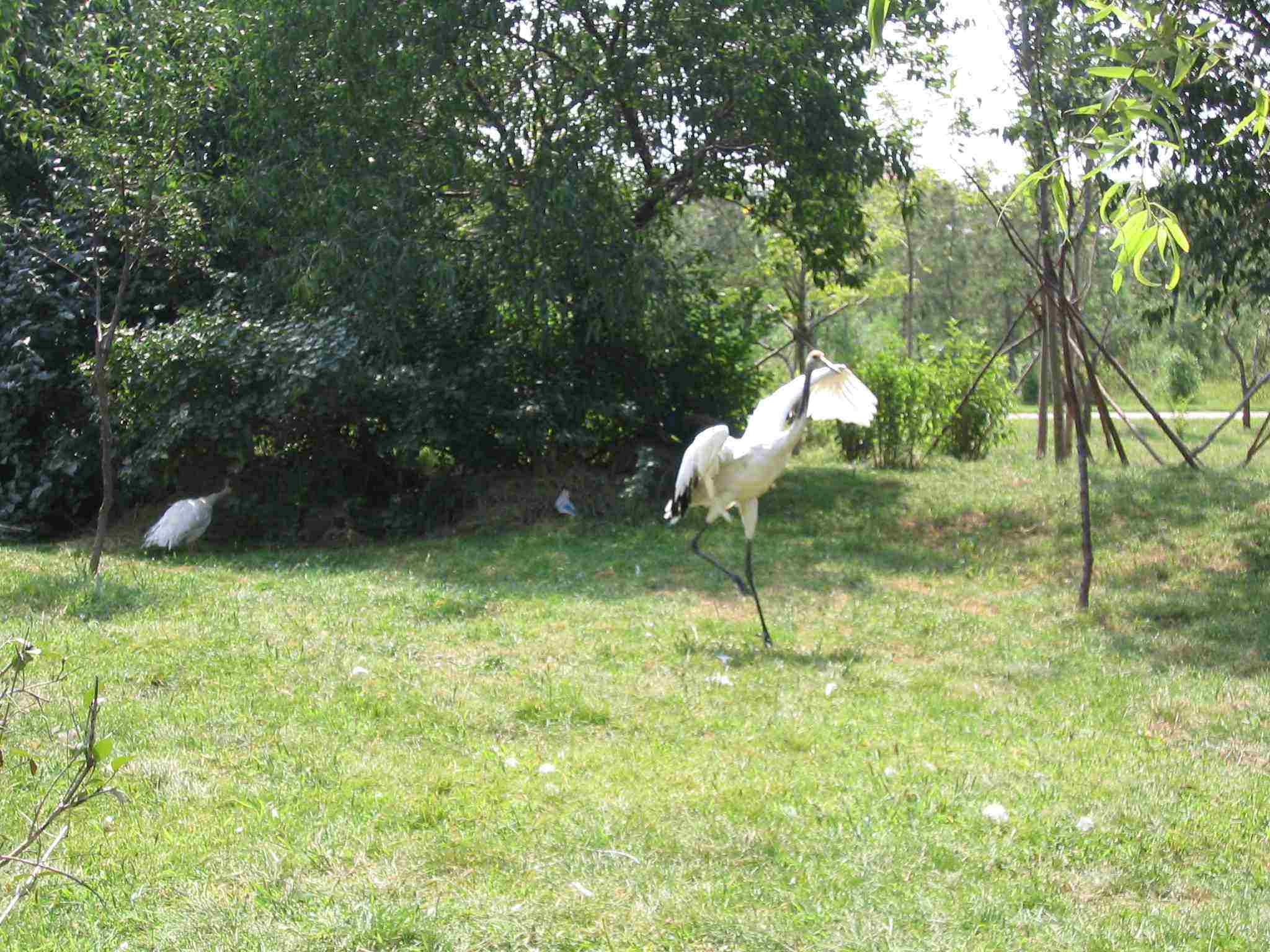 沈阳鸟岛视频,沈阳都有啥桥