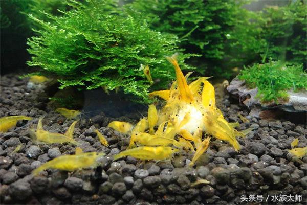 水晶虾繁殖需要什么条件,水晶虾一次可以繁殖几只