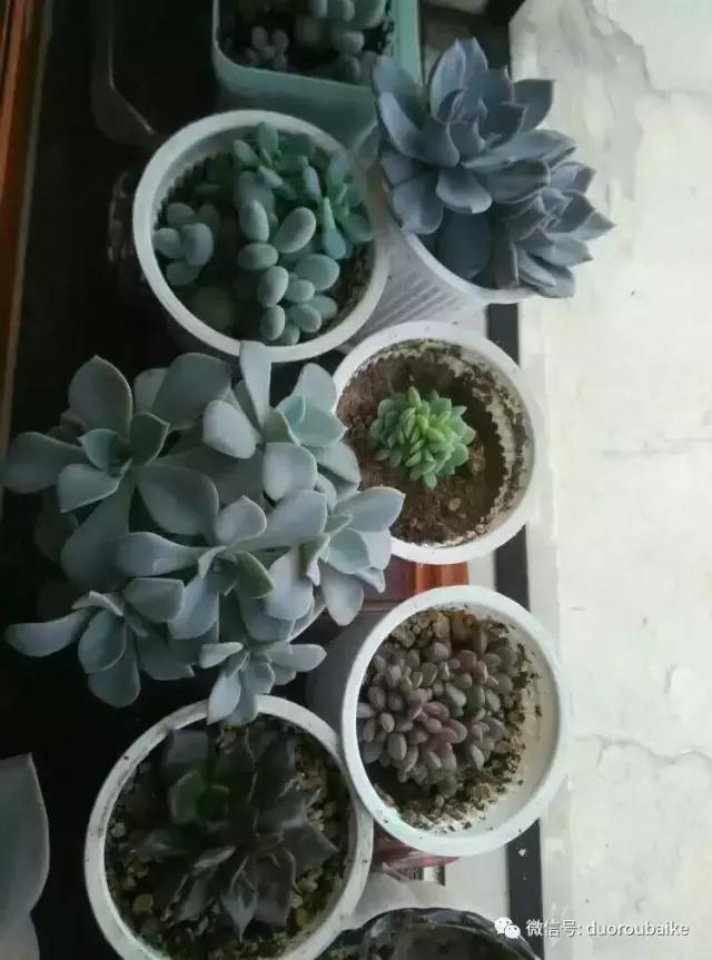 一入肉坑深似海，妈妈姥姥一起上！