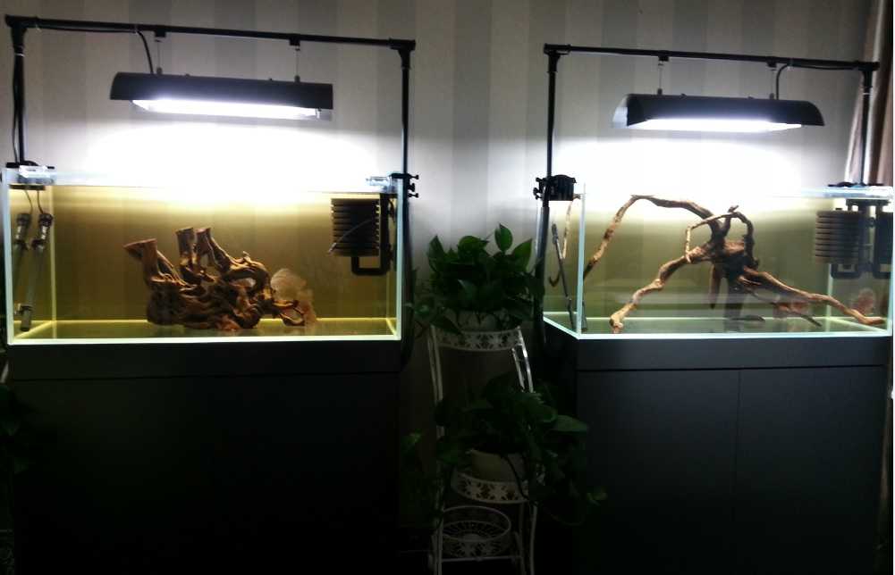 七彩治疗-病鱼的水质管理