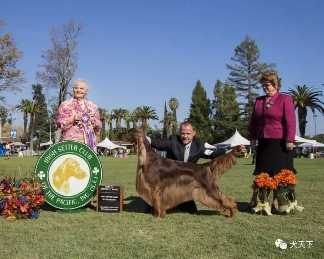 德牧登顶！BIS视频！世界第一犬展2017西敏寺赛果总汇