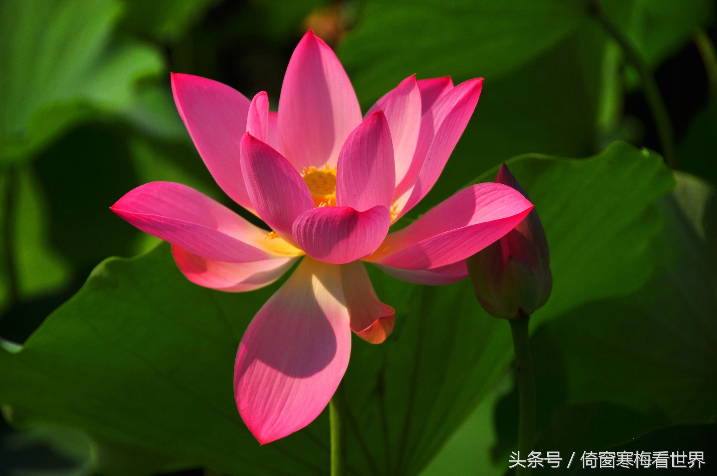 以莲花为名的景点,北京莲花池公园里有莲花亭吗