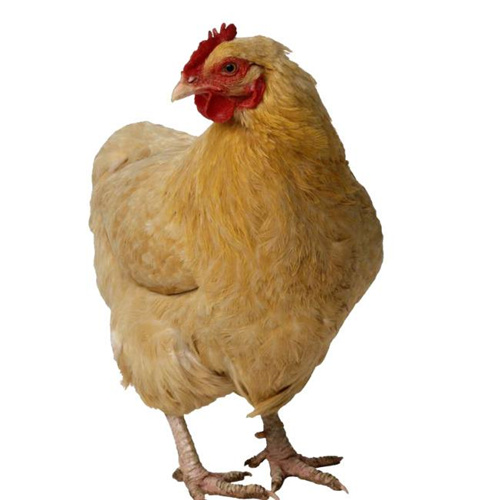 发烧三天进抢救室,重症监护室发热