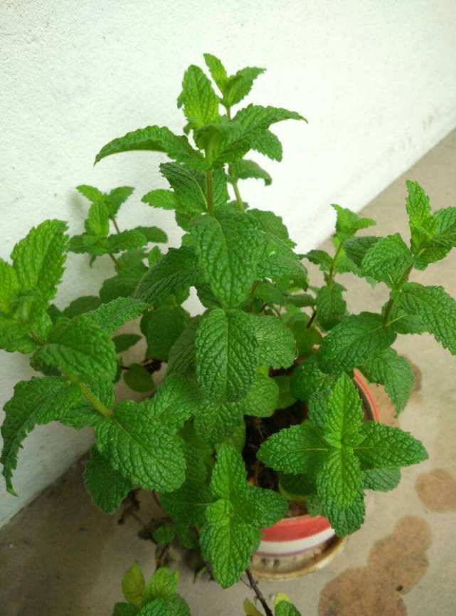 各种可食用香草的盆栽方法,4种好看又易养的香草