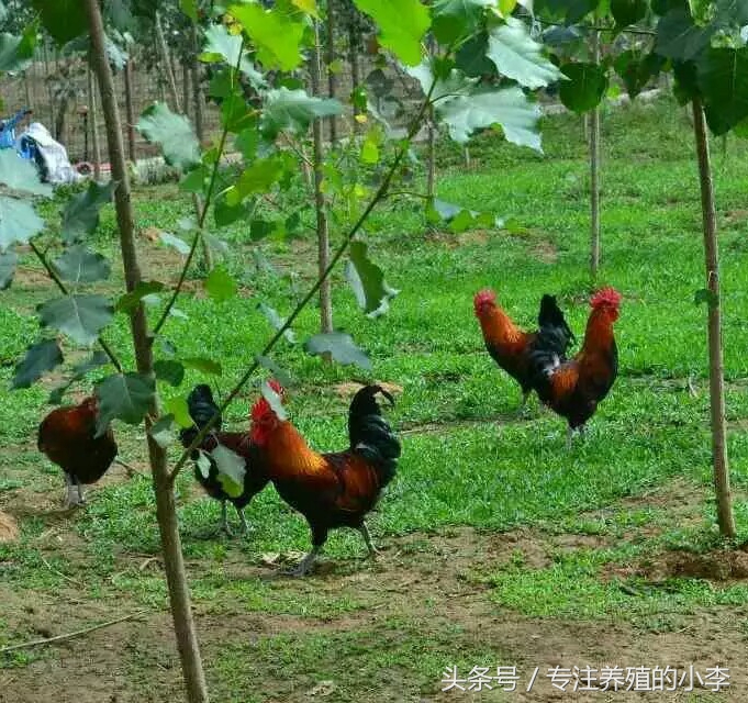 鸡瘟不可怕掌握以下5点,防止鸡瘟给鸡吃什么好