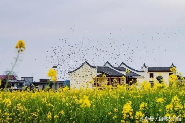 湖南赏花自驾游攻略,湖南旅游赏花攻略