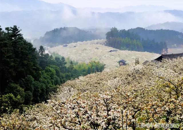 湖南赏花自驾游攻略,湖南旅游赏花攻略
