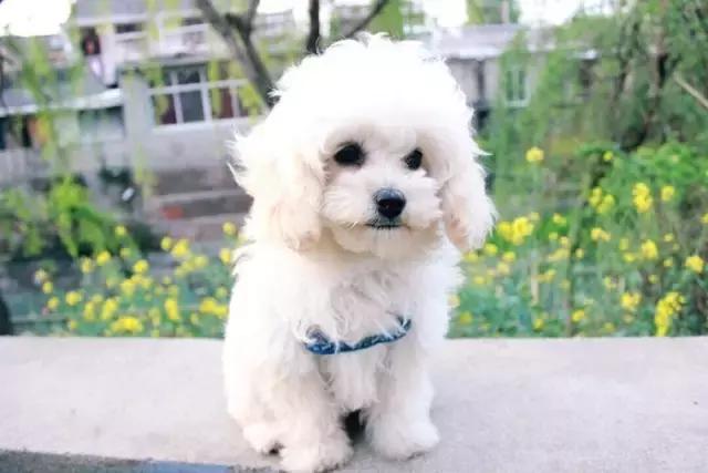 比熊犬被弃养,因伤心而自杀,太可怜了