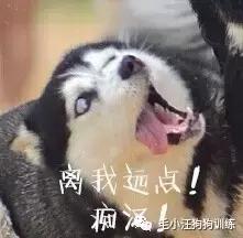 你绝不知道，哈士奇和阿拉斯加差别最大的地方原来是……菊花！