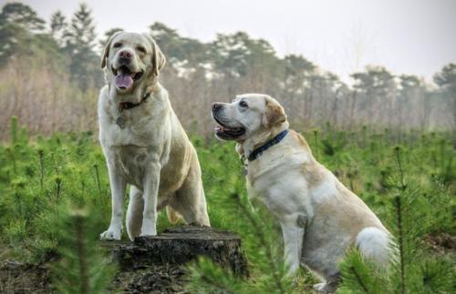 狗狗怎么解决乱拉屎的问题,三个月的狗狗大便成形但是有点烂