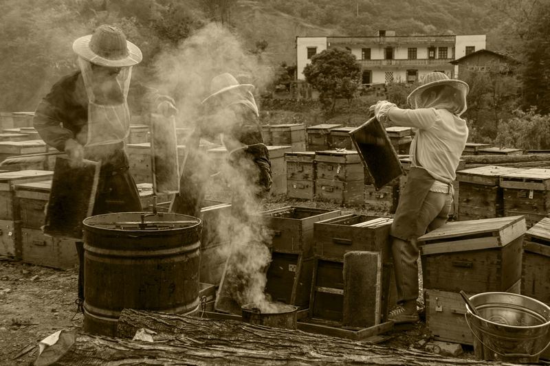 认识到蜂蜜市场背后的真相,我怀疑自己买了假蜂蜜