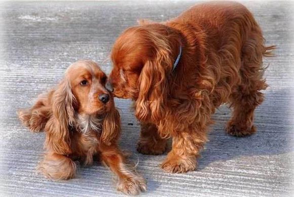 狗狗品种收集大全,收藏狗狗