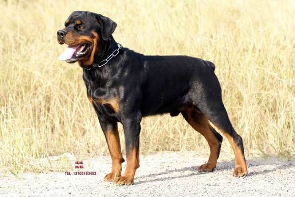 狗狗品种收集大全,收藏狗狗