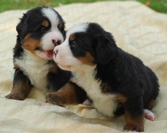 狗狗品种收集大全,收藏狗狗